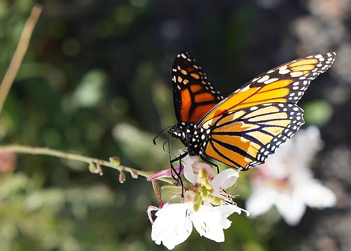 - Bm I Prime - ラ・オリーバ